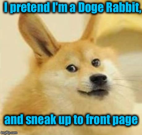 Doge Rabbit | I pretend I'm a Doge Rabbit, and sneak up to front page | image tagged in doge rabbit | made w/ Imgflip meme maker