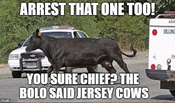 ARREST THAT ONE TOO! YOU SURE CHIEF? THE BOLO SAID JERSEY COWS | made w/ Imgflip meme maker