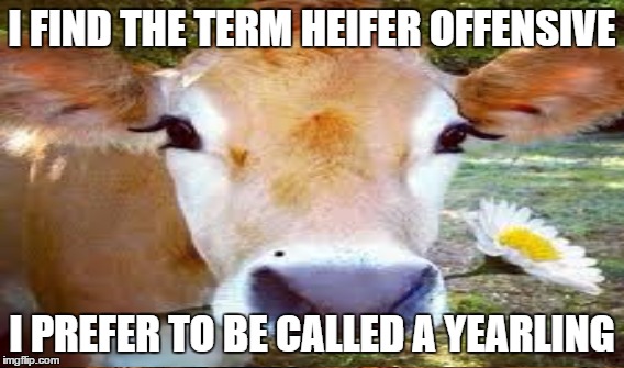 I FIND THE TERM HEIFER OFFENSIVE I PREFER TO BE CALLED A YEARLING | made w/ Imgflip meme maker