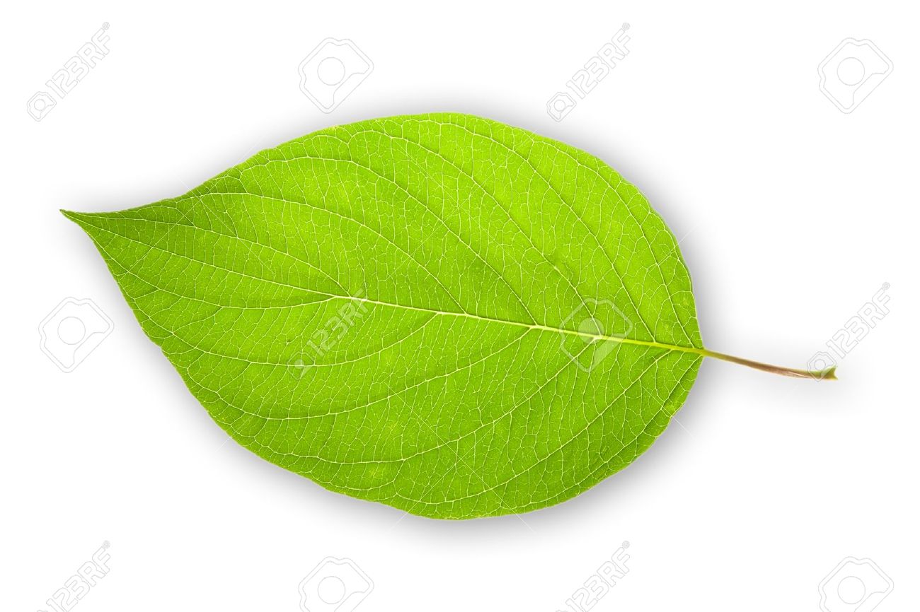 High Quality Leafy Blank Meme Template