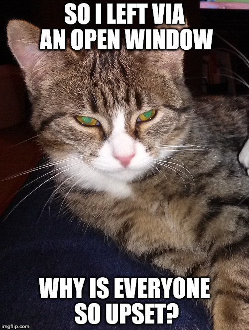 Marina_flees | SO I LEFT VIA AN OPEN WINDOW; WHY IS EVERYONE SO UPSET? | image tagged in cat,window | made w/ Imgflip meme maker