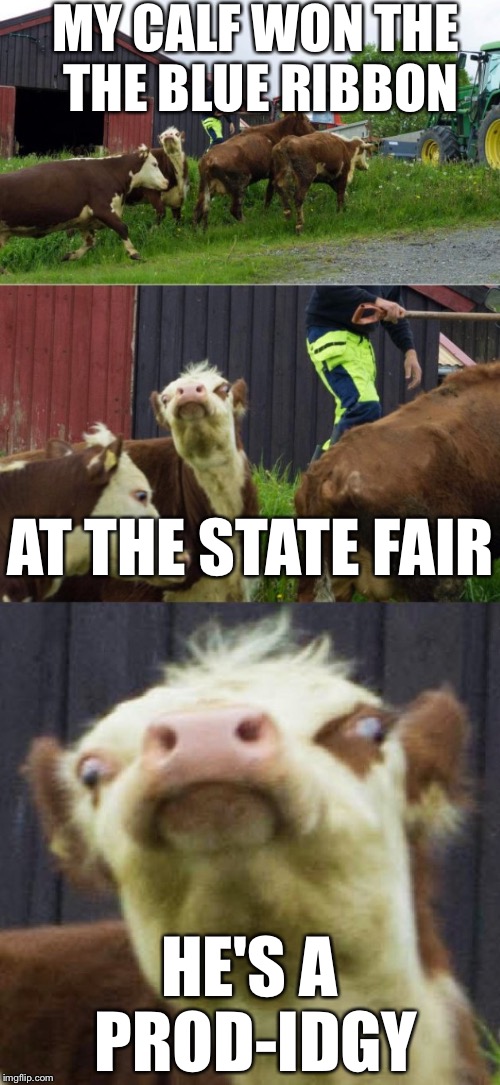 Bad pun cow  | MY CALF WON THE THE BLUE RIBBON; AT THE STATE FAIR; HE'S A PROD-IDGY | image tagged in bad pun cow,memes,funny,funny animals | made w/ Imgflip meme maker
