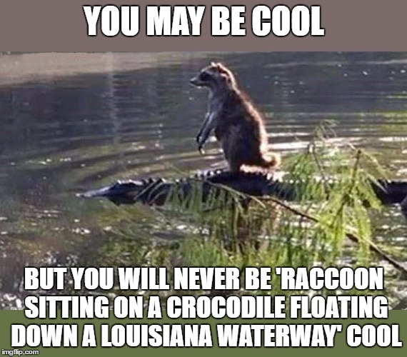 YOU MAY BE COOL; BUT YOU WILL NEVER BE 'RACCOON SITTING ON A CROCODILE FLOATING DOWN A LOUISIANA WATERWAY' COOL | image tagged in very kewl | made w/ Imgflip meme maker