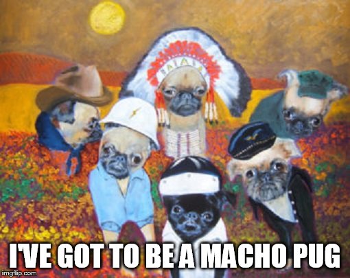 YMCA dogs | I'VE GOT TO BE A MACHO PUG | image tagged in ymca dogs | made w/ Imgflip meme maker