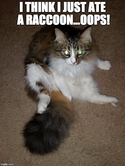 Kitty Raccoon Tail | I THINK I JUST ATE A RACCOON...OOPS! | image tagged in kitty raccoon tail | made w/ Imgflip meme maker