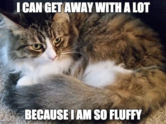 Fluffy cat | I CAN GET AWAY WITH A LOT; BECAUSE I AM SO FLUFFY | image tagged in fluffy cat | made w/ Imgflip meme maker