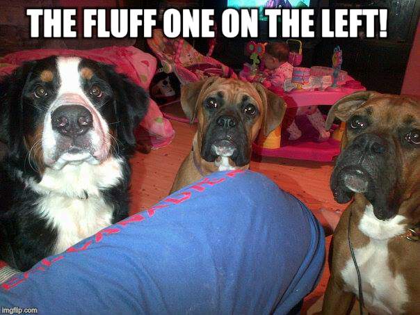 dogs | THE FLUFF ONE ON THE LEFT! | image tagged in dogs | made w/ Imgflip meme maker