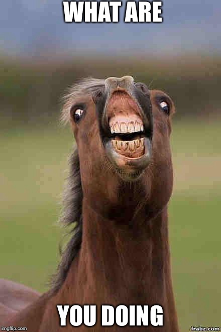 horse face | WHAT ARE; YOU DOING | image tagged in horse face | made w/ Imgflip meme maker