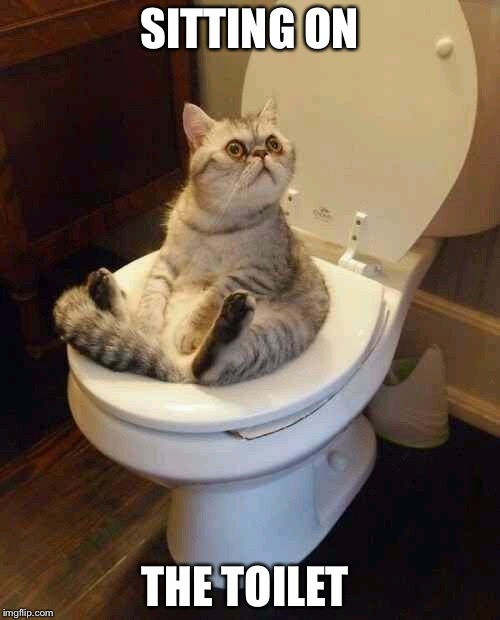 Toilet cat | SITTING ON; THE TOILET | image tagged in toilet cat | made w/ Imgflip meme maker