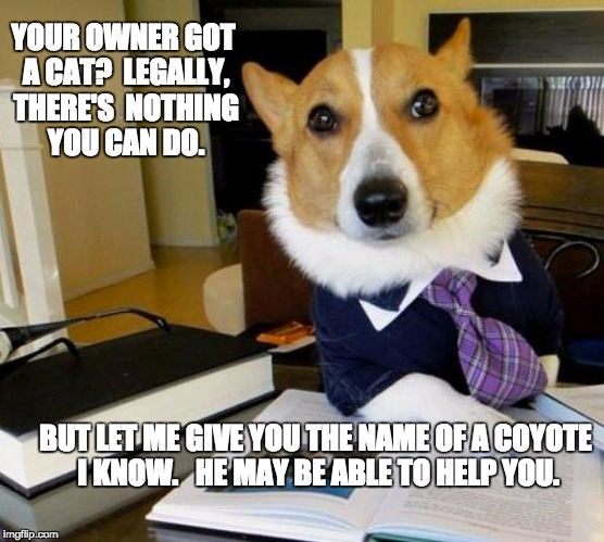 Apologies to cat owners | YOUR OWNER GOT A CAT?  LEGALLY, THERE'S  NOTHING YOU CAN DO. BUT LET ME GIVE YOU THE NAME OF A COYOTE I KNOW.   HE MAY BE ABLE TO HELP YOU. | image tagged in lawyer dog | made w/ Imgflip meme maker