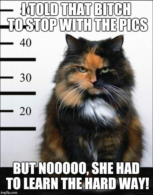 Animals are my favorite people | I TOLD THAT BITCH TO STOP WITH THE PICS; BUT NOOOOO, SHE HAD TO LEARN THE HARD WAY! | image tagged in cats,funny,cute,lol,adorable,gtfo | made w/ Imgflip meme maker