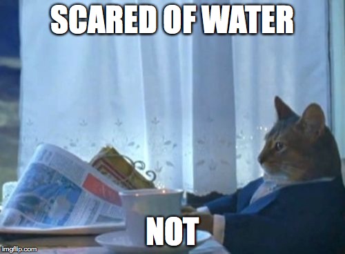 I Should Buy A Boat Cat | SCARED OF WATER; NOT | image tagged in memes,i should buy a boat cat | made w/ Imgflip meme maker