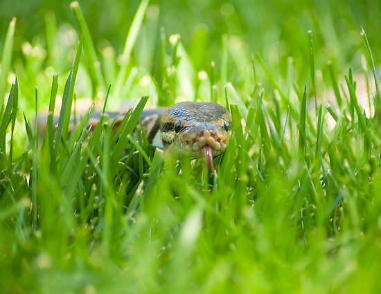 Snake in the Grass Template.
