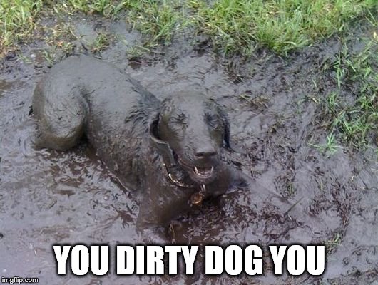 YOU DIRTY DOG YOU | image tagged in dirty dog | made w/ Imgflip meme maker