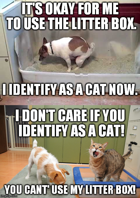 2 memes for the price of 1 | IT'S OKAY FOR ME TO USE THE LITTER BOX. I IDENTIFY AS A CAT NOW. I DON'T CARE IF YOU IDENTIFY AS A CAT! YOU CANT' USE MY LITTER BOX! | image tagged in funny,memes,identify,cat,dog,bathroom | made w/ Imgflip meme maker