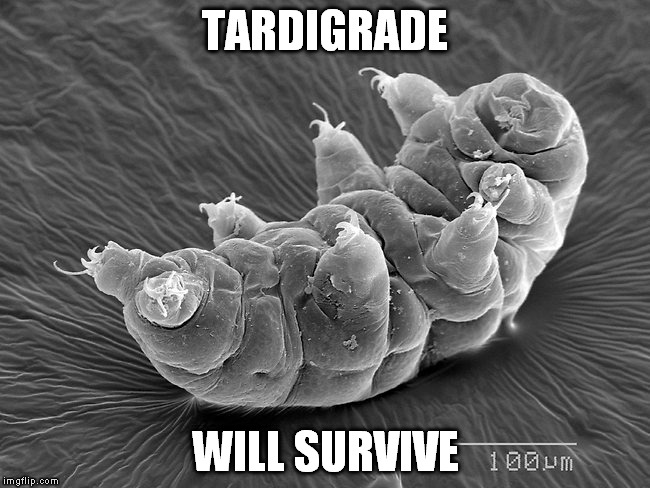 waterbear doesn't care | TARDIGRADE; WILL SURVIVE | image tagged in waterbear doesn't care | made w/ Imgflip meme maker