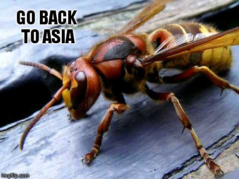 Who ever thought it was a good idea to bring these things over here, needs a boot to the toot! | GO BACK TO ASIA | image tagged in memes,funny memes,asian giant hornet,bioacid venom | made w/ Imgflip meme maker