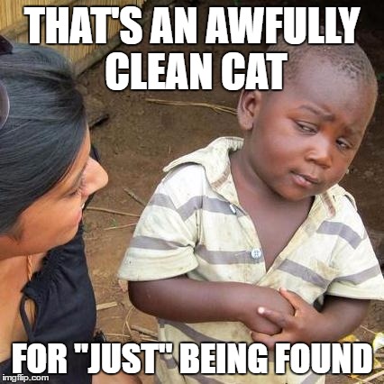 Third World Skeptical Kid Meme | THAT'S AN AWFULLY CLEAN CAT; FOR "JUST" BEING FOUND | image tagged in memes,third world skeptical kid,AdviceAnimals | made w/ Imgflip meme maker