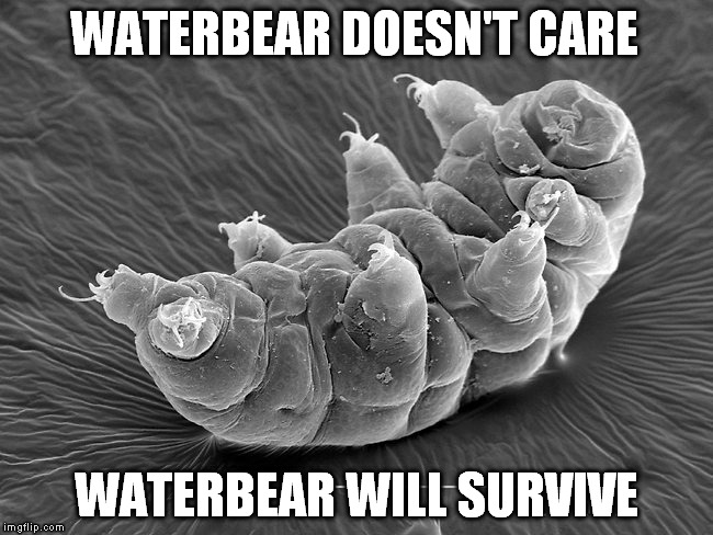 waterbear doesn't care | WATERBEAR DOESN'T CARE; WATERBEAR WILL SURVIVE | image tagged in don't care,tardigrade | made w/ Imgflip meme maker