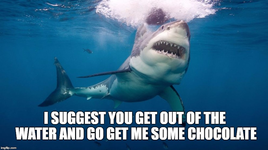 shark | I SUGGEST YOU GET OUT OF THE WATER AND GO GET ME SOME CHOCOLATE | image tagged in shark | made w/ Imgflip meme maker