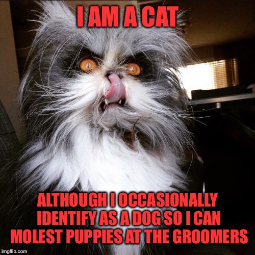 Kittens, puppies, bunnies, they're all the same to me .... Prey | I AM A CAT; ALTHOUGH I OCCASIONALLY IDENTIFY AS A DOG SO I CAN MOLEST PUPPIES AT THE GROOMERS | image tagged in memes,funny,transgender,evil cat,puppies | made w/ Imgflip meme maker