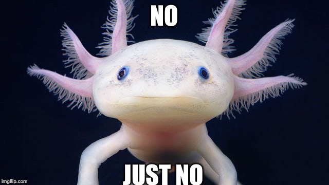 NO; JUST NO | image tagged in axoloti stare | made w/ Imgflip meme maker