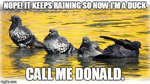 NOPE! IT KEEPS RAINING SO NOW I'M A DUCK; CALL ME DONALD. | image tagged in pigeon-bath2 | made w/ Imgflip meme maker