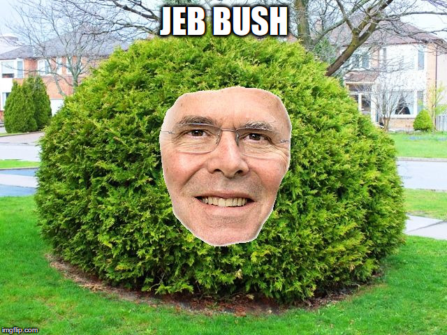 Jeb Bush | JEB BUSH | image tagged in jeb bush,puns | made w/ Imgflip meme maker