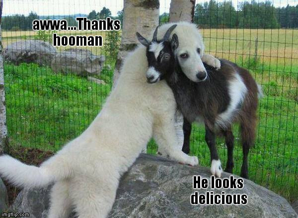 mmm...Fresh Kebabs | awwa...Thanks hooman; He looks delicious | image tagged in memes,funny memes,dog,goat,hooman,delicious | made w/ Imgflip meme maker