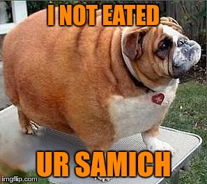 FatDog | I NOT EATED UR SAMICH | image tagged in fatdog | made w/ Imgflip meme maker