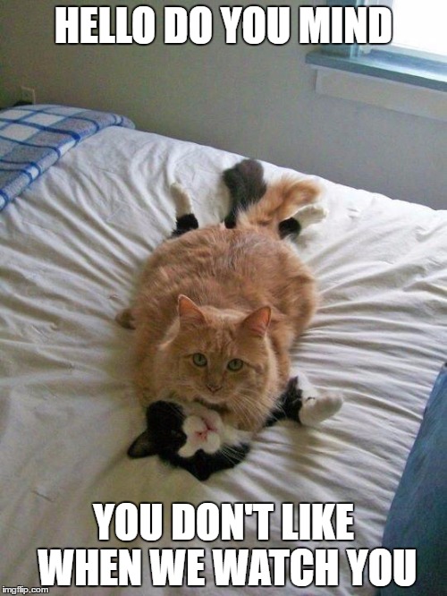 funny cats | HELLO DO YOU MIND; YOU DON'T LIKE WHEN WE WATCH YOU | image tagged in funny cats | made w/ Imgflip meme maker