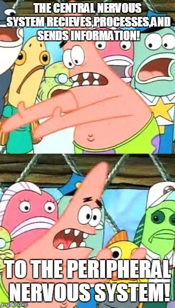 Put It Somewhere Else Patrick | THE CENTRAL NERVOUS SYSTEM RECIEVES,PROCESSES,AND SENDS INFORMATION! TO THE PERIPHERAL NERVOUS SYSTEM! | image tagged in memes,put it somewhere else patrick | made w/ Imgflip meme maker