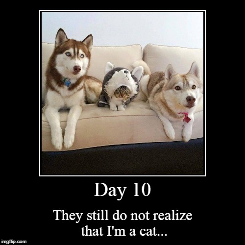 Disguise Check? | image tagged in funny,demotivationals | made w/ Imgflip demotivational maker