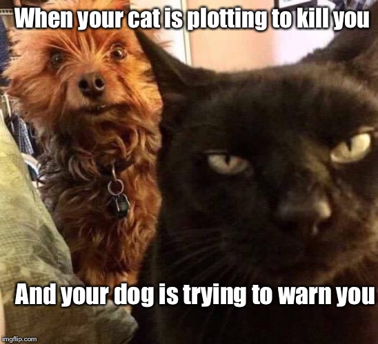 Man's best friend  | When your cat is plotting to kill you; And your dog is trying to warn you | image tagged in memes,cats and dogs living together,cats,dogs,funny,warning killer cat | made w/ Imgflip meme maker