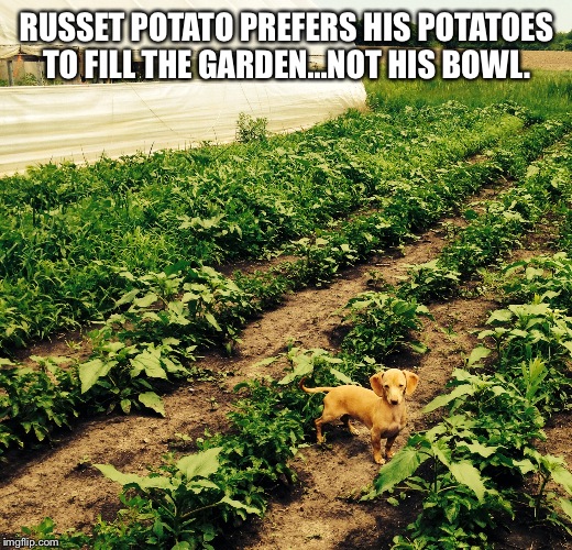 RUSSET POTATO PREFERS HIS POTATOES TO FILL THE GARDEN...NOT HIS BOWL. | image tagged in russet potato | made w/ Imgflip meme maker