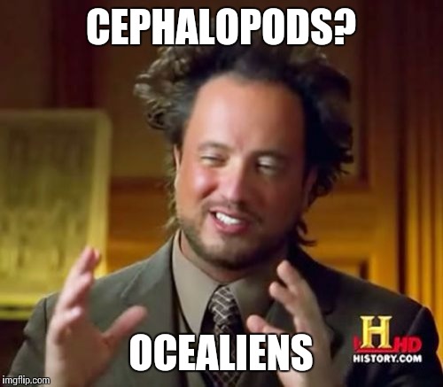 You have to admit, squids, octopi, cuttlefish, etc. are pretty freaky. | CEPHALOPODS? OCEALIENS | image tagged in memes,ancient aliens | made w/ Imgflip meme maker