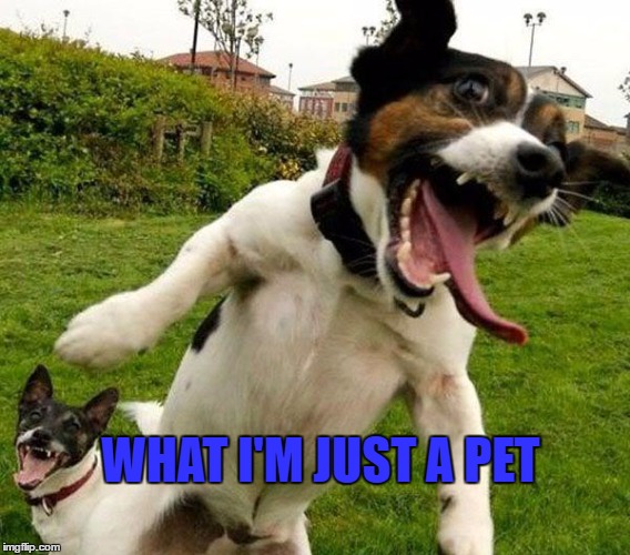 Angry Dogs | WHAT I'M JUST A PET | image tagged in angry dogs | made w/ Imgflip meme maker