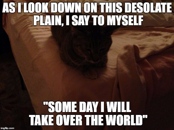 AS I LOOK DOWN ON THIS DESOLATE PLAIN, I SAY TO MYSELF; "SOME DAY I WILL TAKE OVER THE WORLD" | image tagged in take-over-the-world cat | made w/ Imgflip meme maker