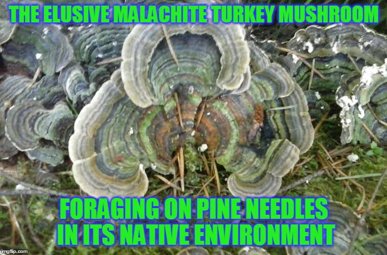 How do you make a meme about cool looking mushrooms. I'll figure it out. | THE ELUSIVE MALACHITE TURKEY MUSHROOM; FORAGING ON PINE NEEDLES IN ITS NATIVE ENVIRONMENT | image tagged in malachite turkey mushroom | made w/ Imgflip meme maker