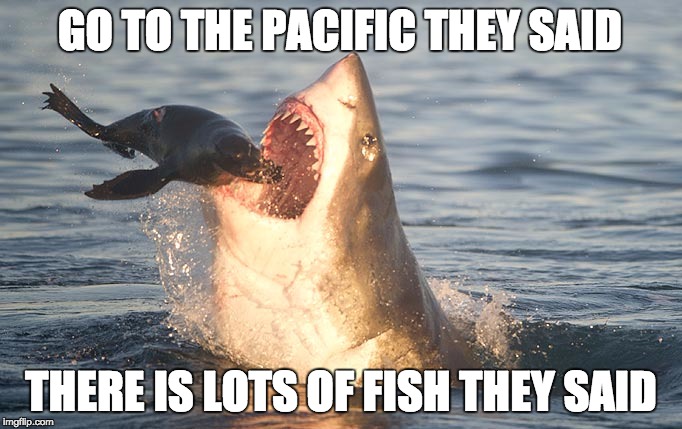 Seal v Shark | GO TO THE PACIFIC THEY SAID; THERE IS LOTS OF FISH THEY SAID | image tagged in shark,seal,they said | made w/ Imgflip meme maker