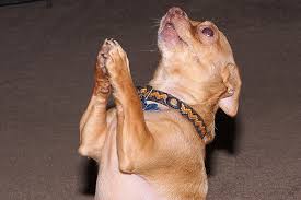 High Quality Chihuahua praying  Blank Meme Template