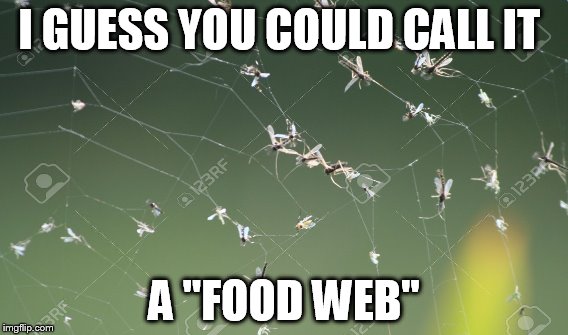 I GUESS YOU COULD CALL IT; A "FOOD WEB" | image tagged in jokes | made w/ Imgflip meme maker