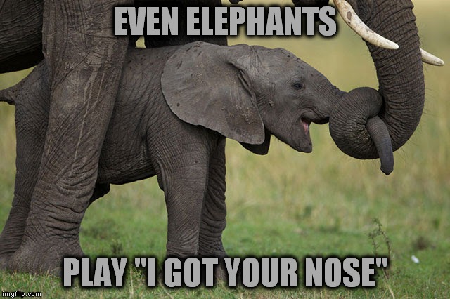 EVEN ELEPHANTS PLAY "I GOT YOUR NOSE" | made w/ Imgflip meme maker