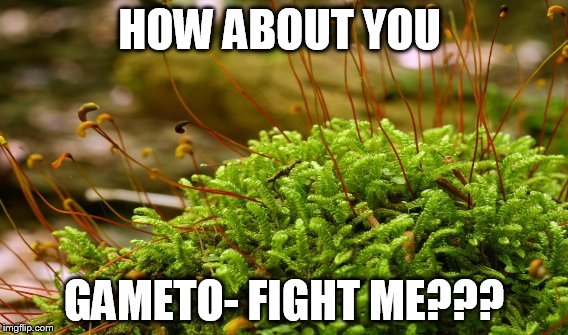 HOW ABOUT YOU; GAMETO- FIGHT ME??? | image tagged in bad jokes | made w/ Imgflip meme maker