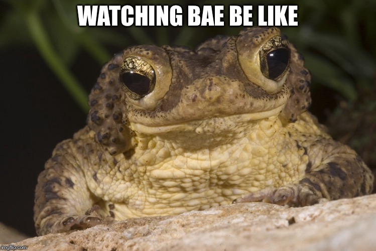 Watchin Bae | WATCHING BAE BE LIKE | image tagged in kermit the frog,stalking | made w/ Imgflip meme maker