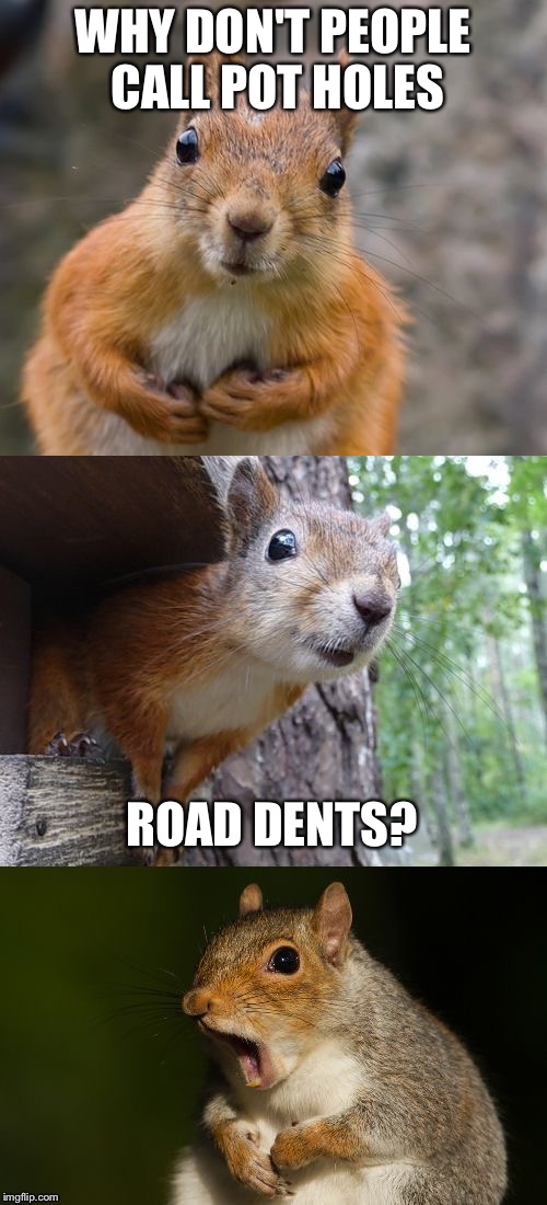  bad pun squirrel | WHY DON'T PEOPLE CALL POT HOLES; ROAD DENTS? | image tagged in bad pun squirrel | made w/ Imgflip meme maker