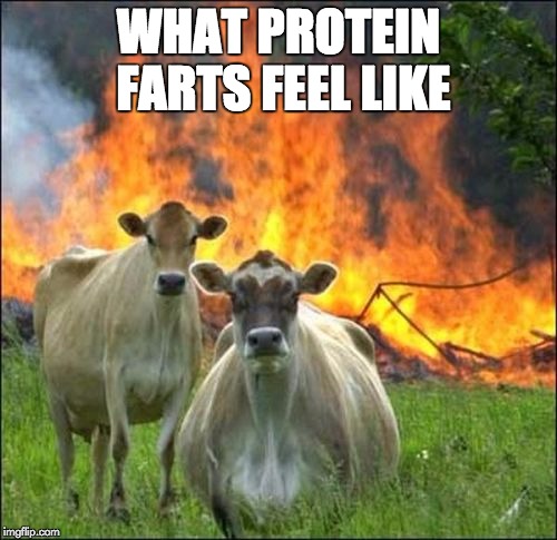 Evil Cows Meme | WHAT PROTEIN FARTS FEEL LIKE | image tagged in memes,evil cows | made w/ Imgflip meme maker
