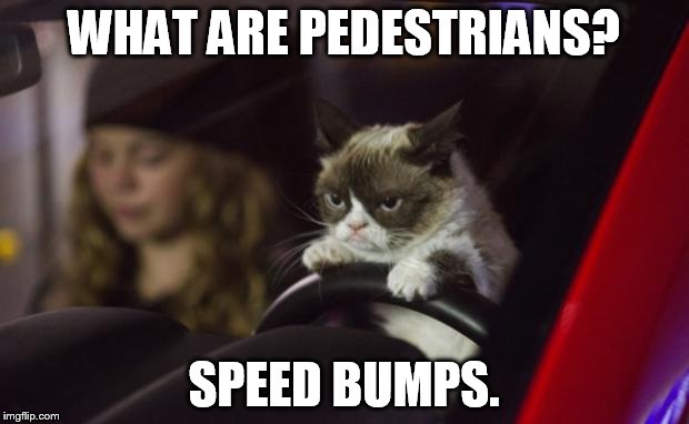 Grumpy Cat Driving |  WHAT ARE PEDESTRIANS? SPEED BUMPS. | image tagged in grumpy cat driving | made w/ Imgflip meme maker