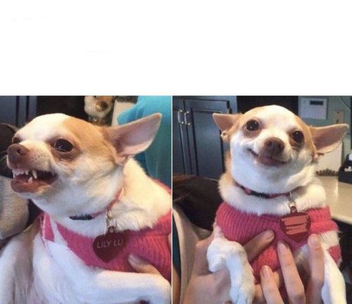 angry chihuahua happy chihuahua Blank Template - Imgflip
