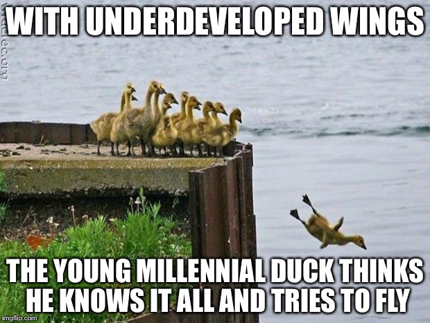 baby ducks | WITH UNDERDEVELOPED WINGS; THE YOUNG MILLENNIAL DUCK THINKS HE KNOWS IT ALL AND TRIES TO FLY | image tagged in baby ducks | made w/ Imgflip meme maker
